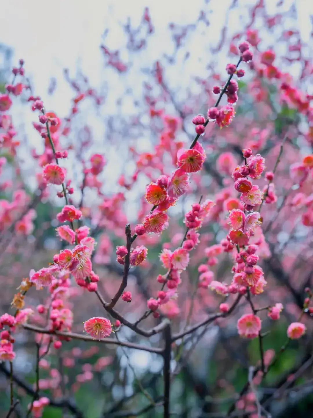 2023年03月03日星期五农历：癸卯年【兔年】二月十二八九第9天