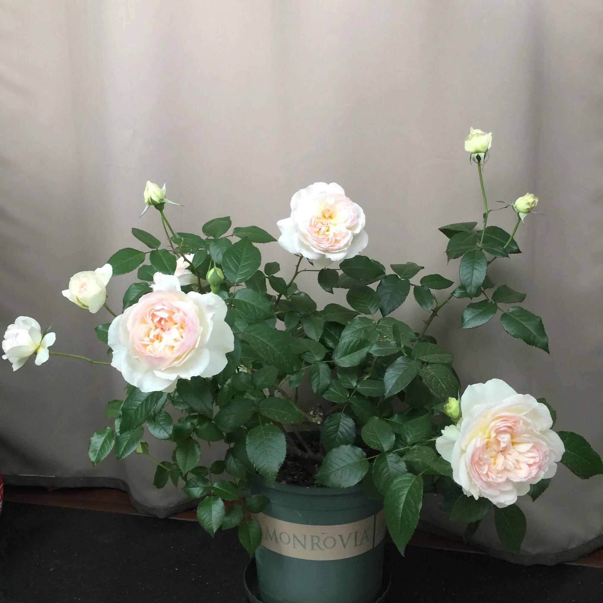 白花月季汇粹：白雪公主、藤冰山、婚礼之路、波莱罗、加百列