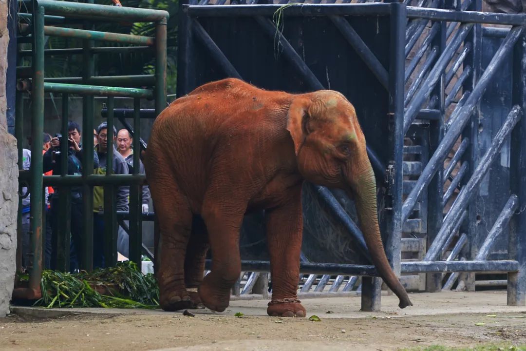 动物园探访,探秘动物的区域活动观察记录