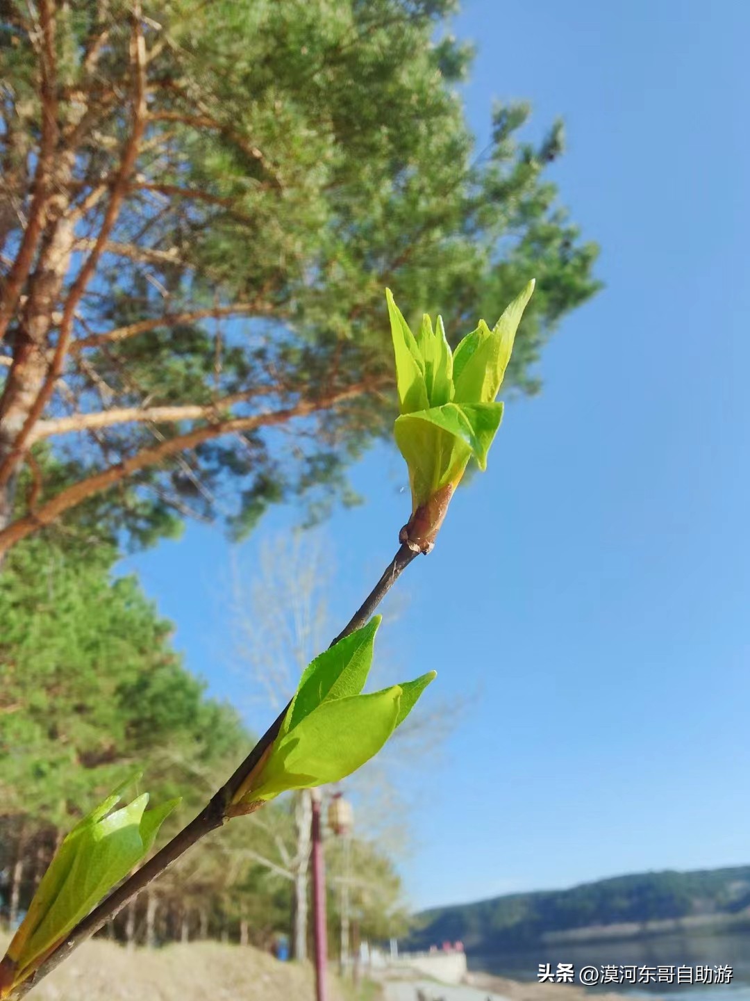 带你去看杜鹃花完整版,漠河旅游攻略一览表
