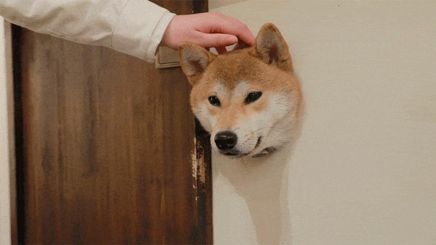 哈士奇大型犬可以养吗,哈士奇犬为什么不建议养