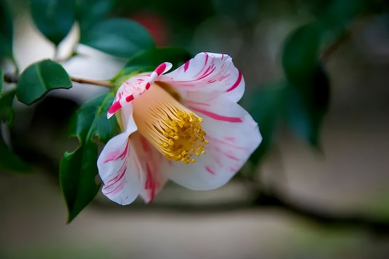 #草木有趣|雪里开花到春晚，不是寻常儿女花