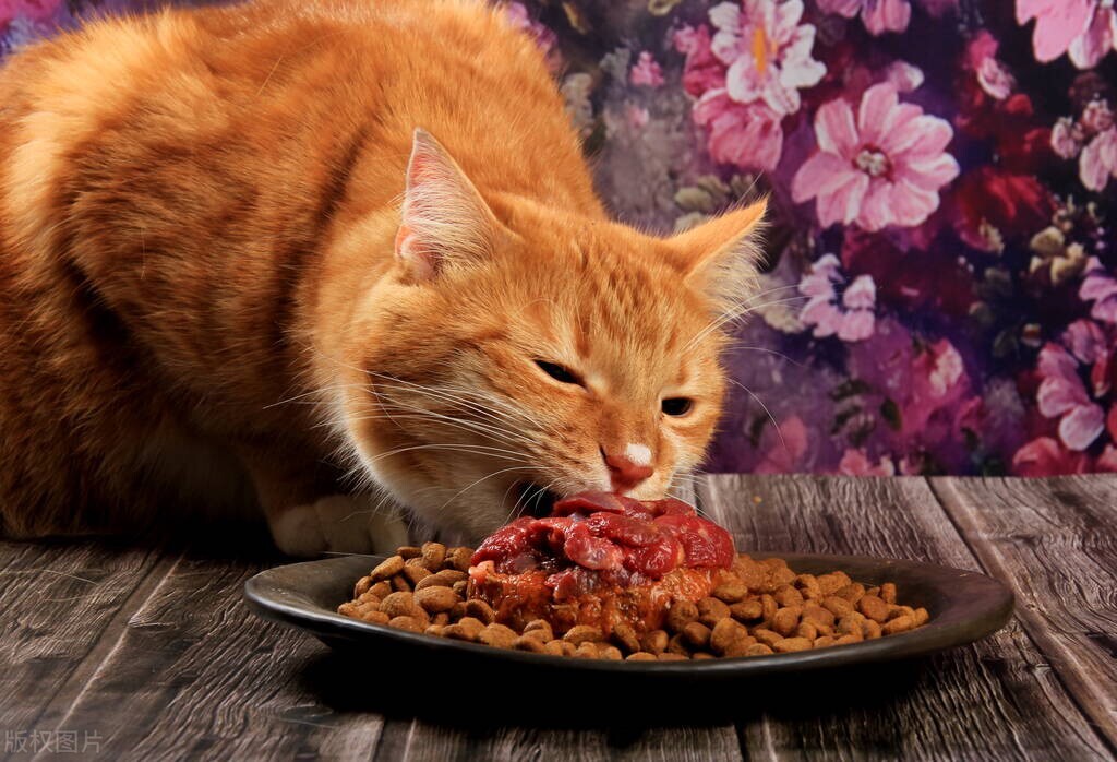 猫咪罐头哪些好,猫咪吃什么样的猫罐头比较好