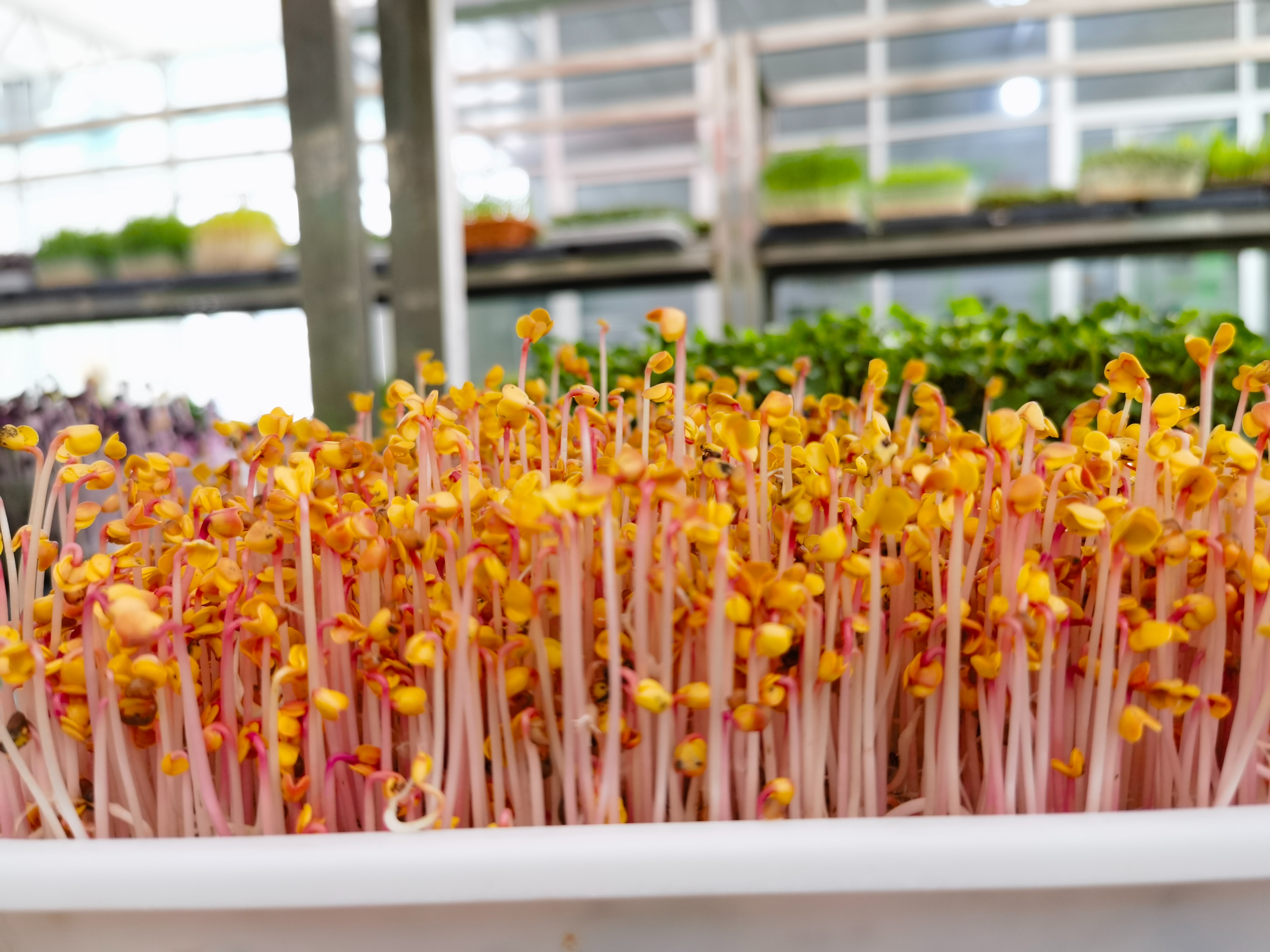 种植芽苗菜加盟,芽苗菜种植前景及利润