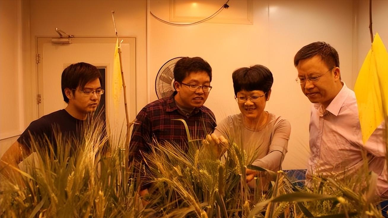 大麦的栽培与管理,大麦栽培技术有哪些