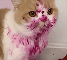 明星卖假东西翻车 (近期女星卖货翻车事件)