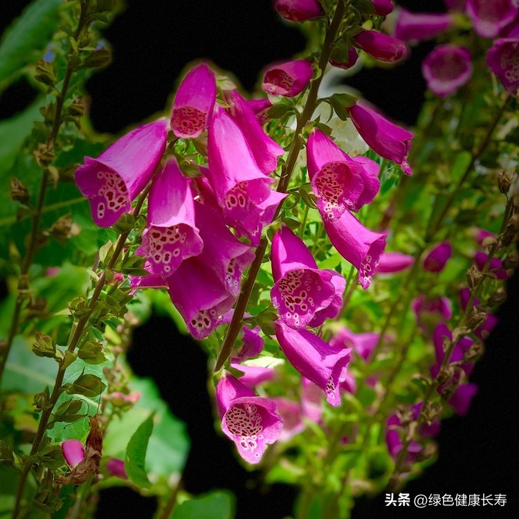 世界花园风景,世界花园