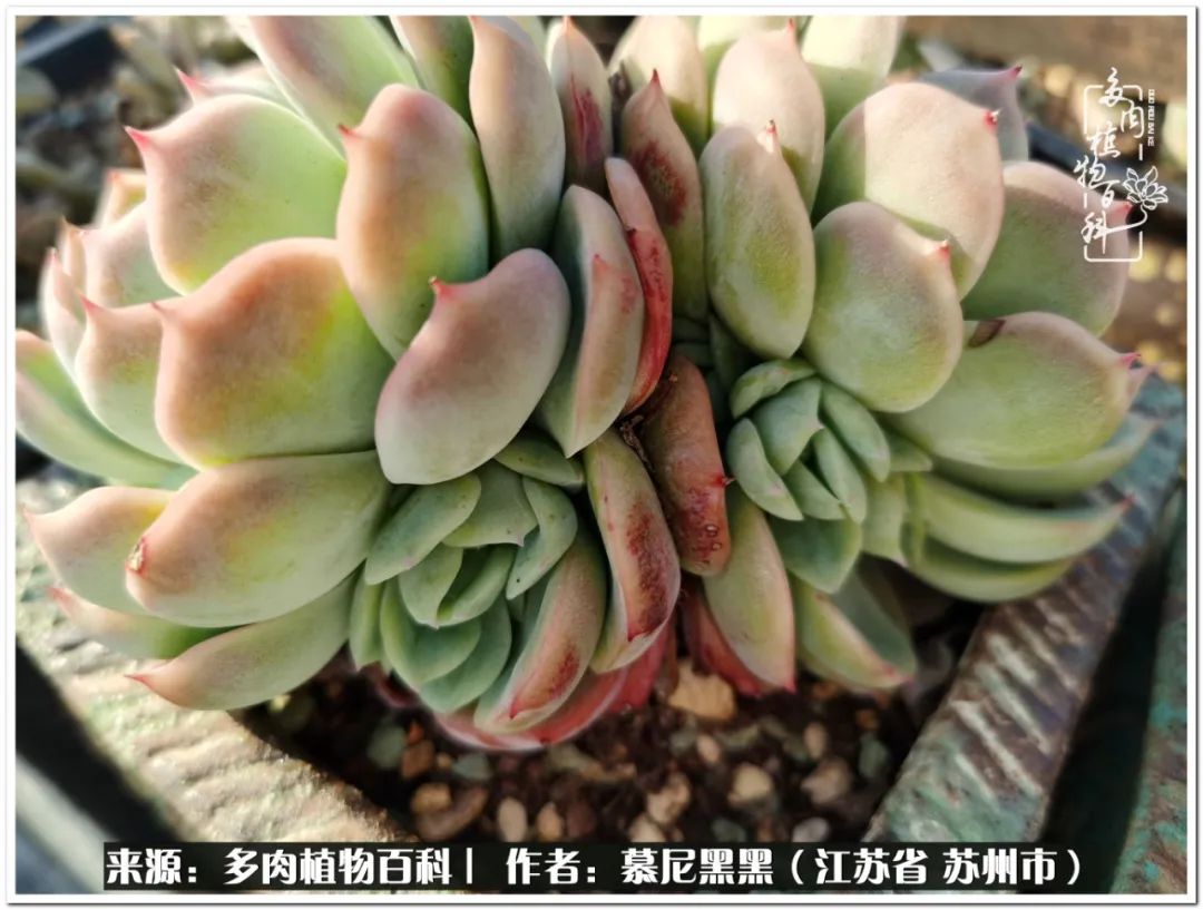 生活需要三分甜,生活需要一半禅意一半烟火