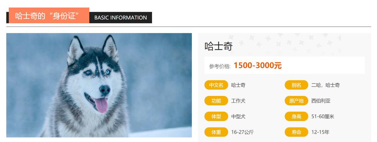 闷烧哈士奇的解说,哈士奇的介绍说明文