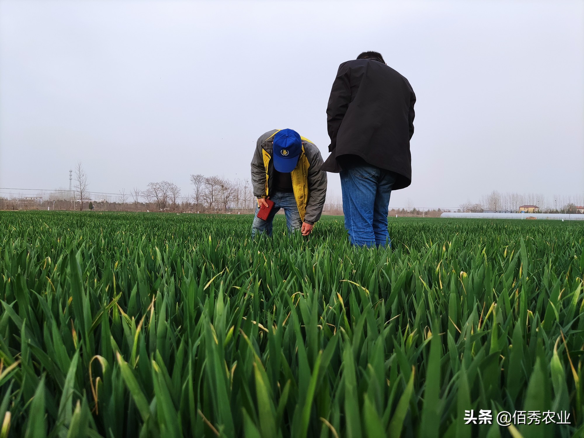 危害小麦的“红蜘蛛”,农民不要多花冤枉钱,低成本防治也有效
