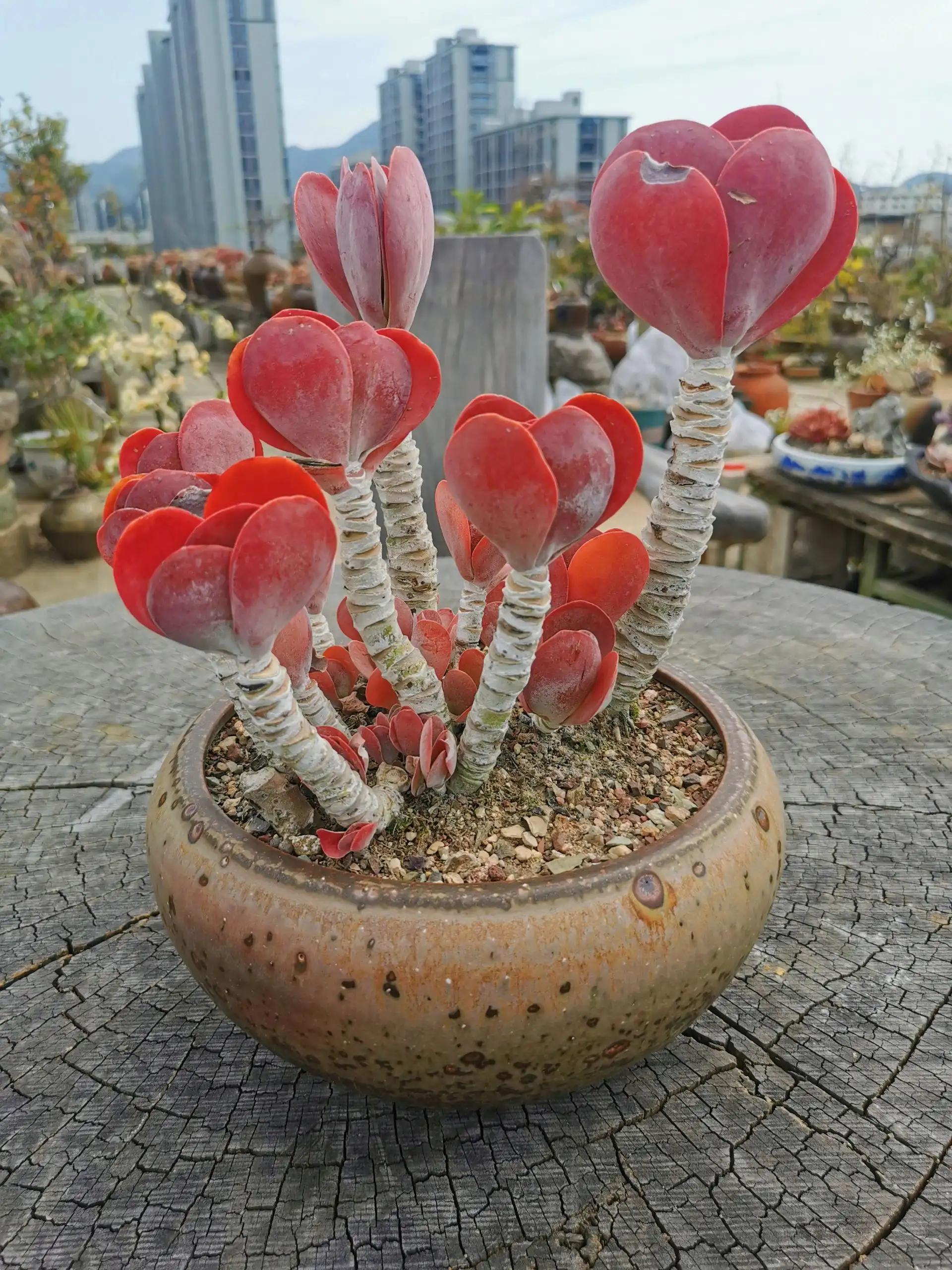 最具有观赏性的多肉植物,颜值高又好养活的多肉植物