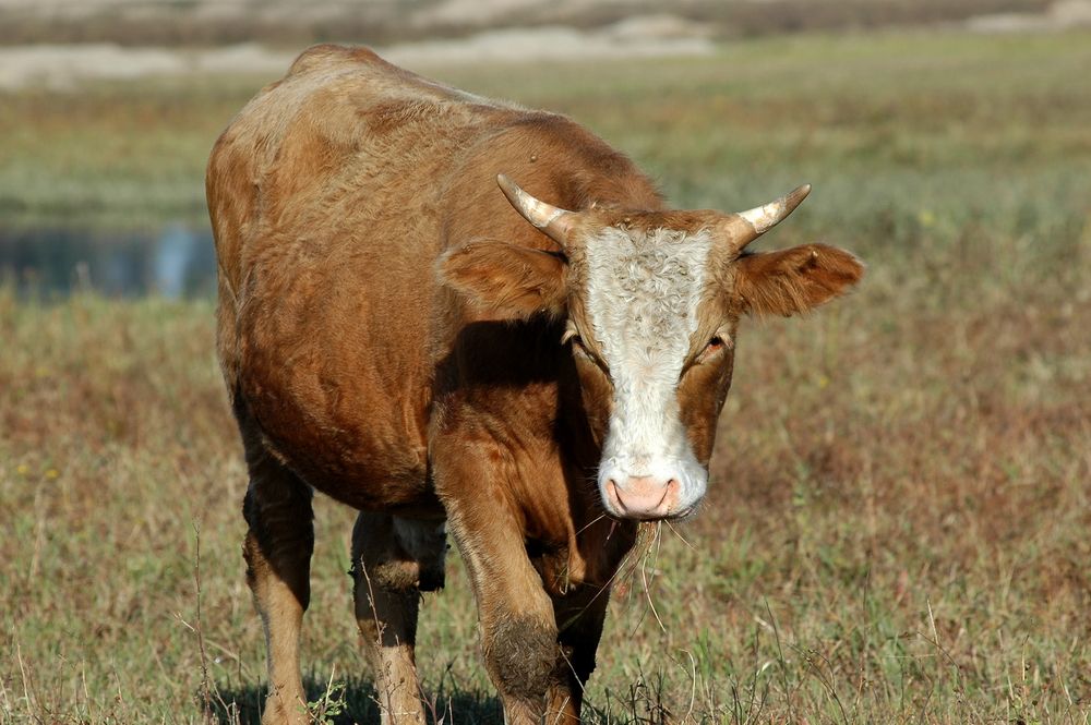 牛得焦虫病怎么提前预防,牛焦虫病怎么办