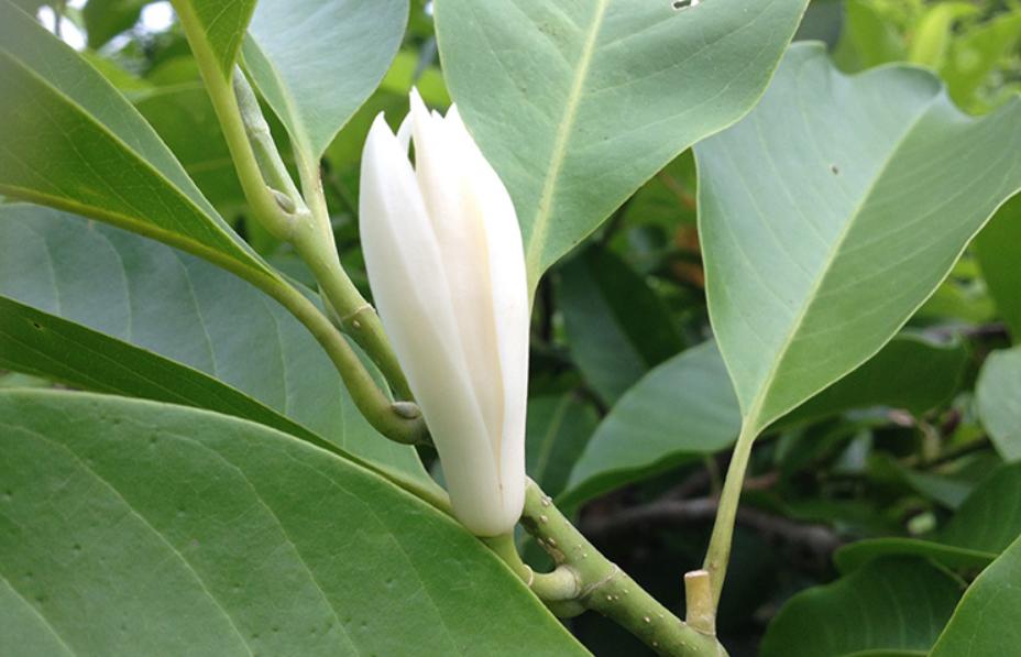 白兰花花期后的养护,白兰花5月份花开过后怎么养护