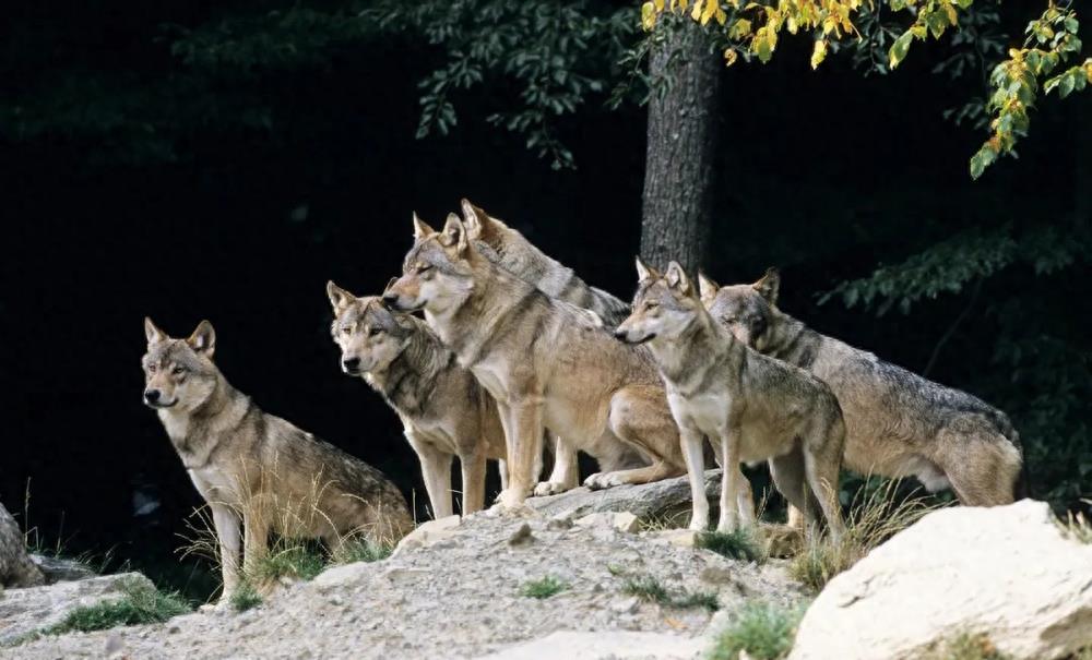 狼群中只有狼妻才可以繁殖后代吗,狼群里面只有狼王才可以配合吗