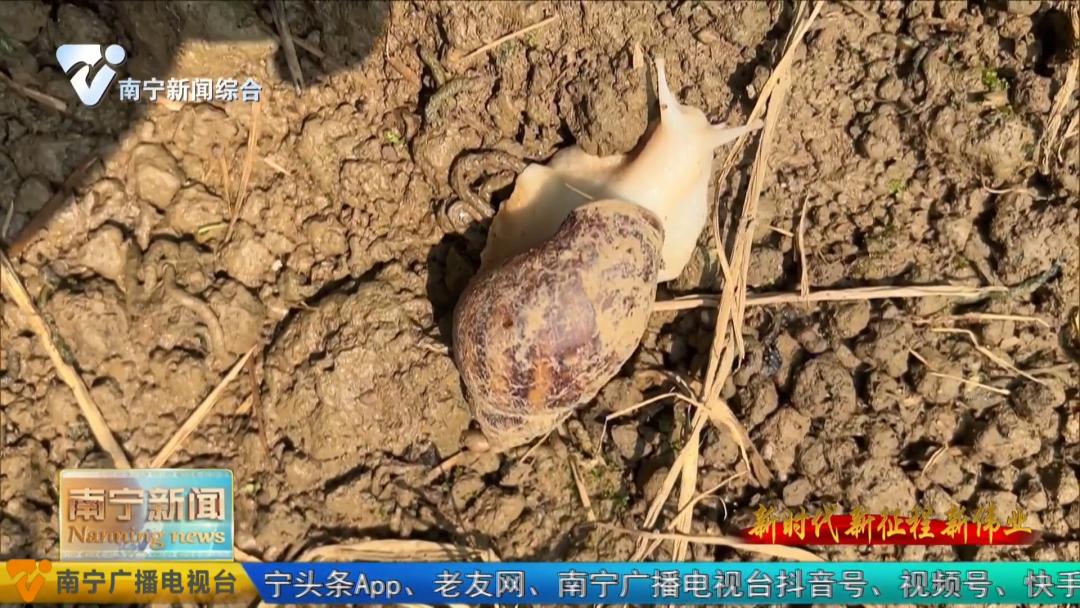 养殖牛致富新模式,养牛致富新项目视频