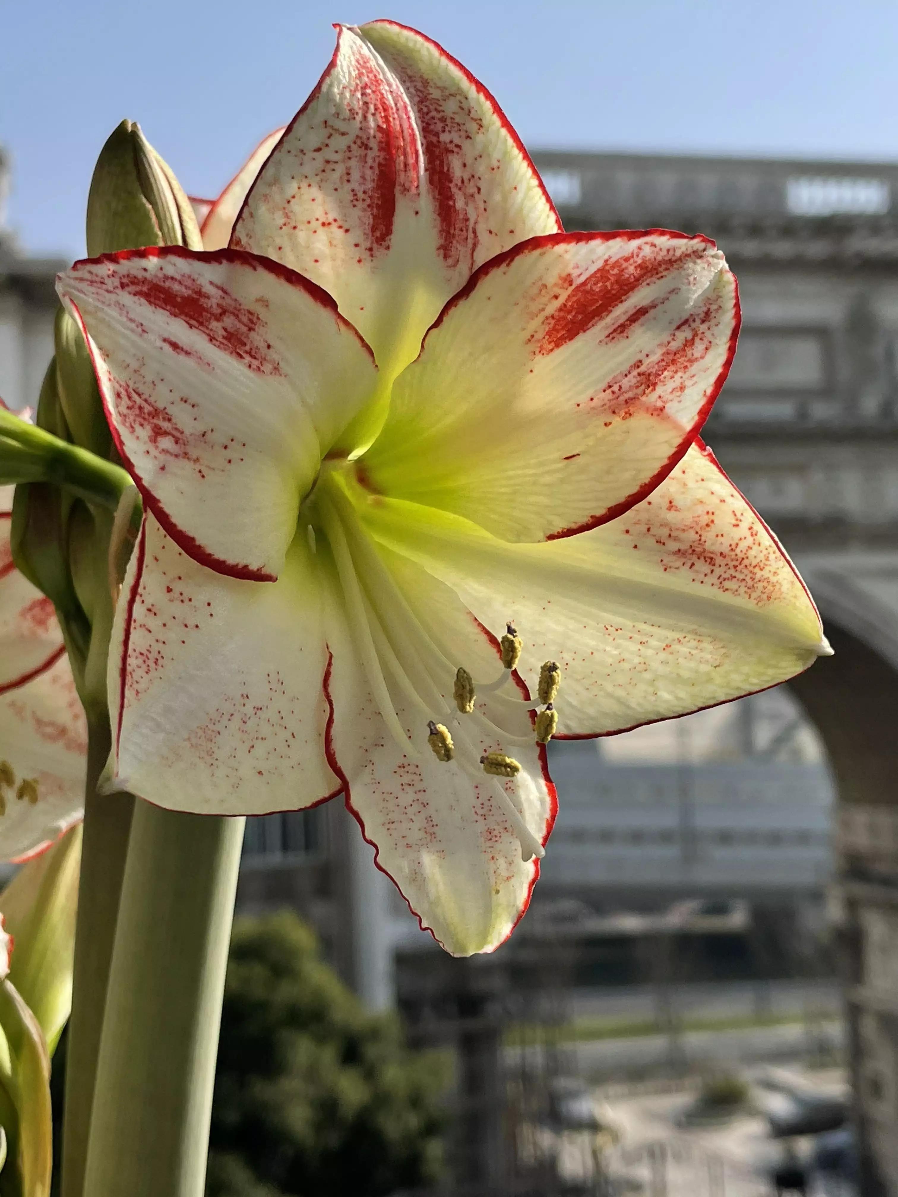 认识各种花的寓意,认识各种花的名称