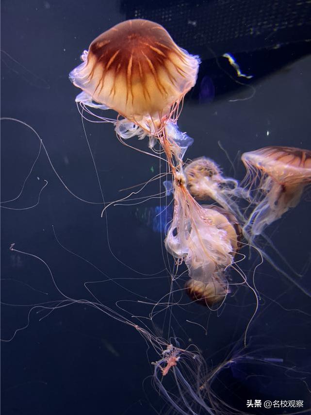 蔚蓝做苍穹，鱼儿变繁星！新川学子，走进浩海立方，探秘无限海洋