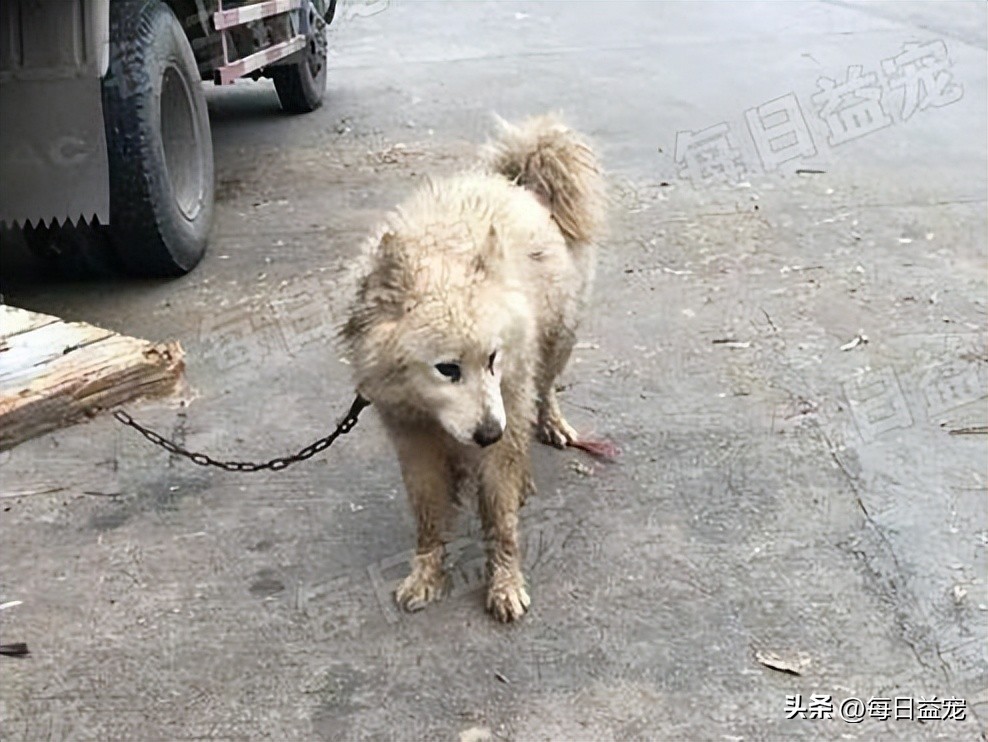 流浪萨摩耶遇到家养萨摩耶原视频,肉狗萨摩耶