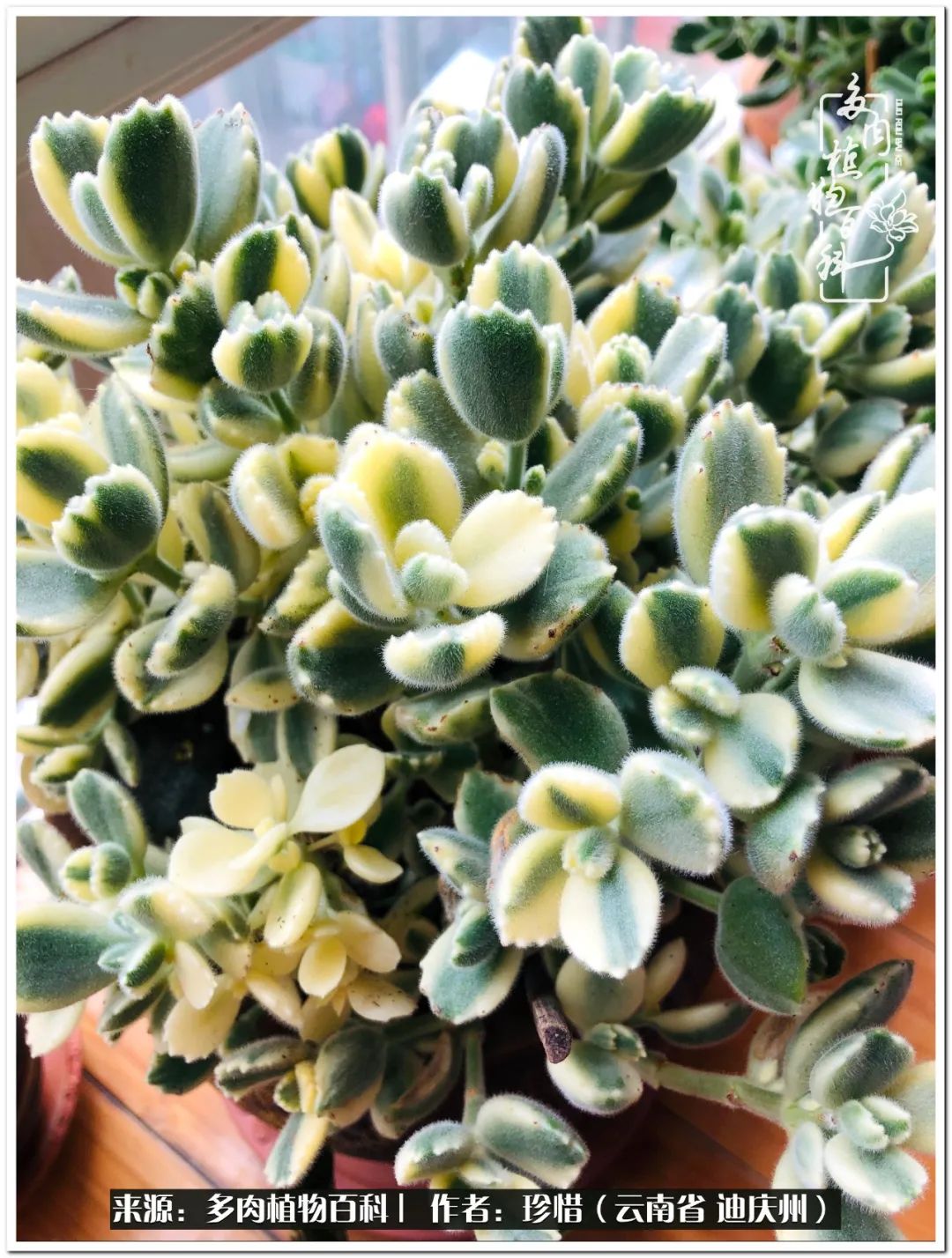 给生命一份淡然还岁月一份从容,给生命留一份洒脱的话