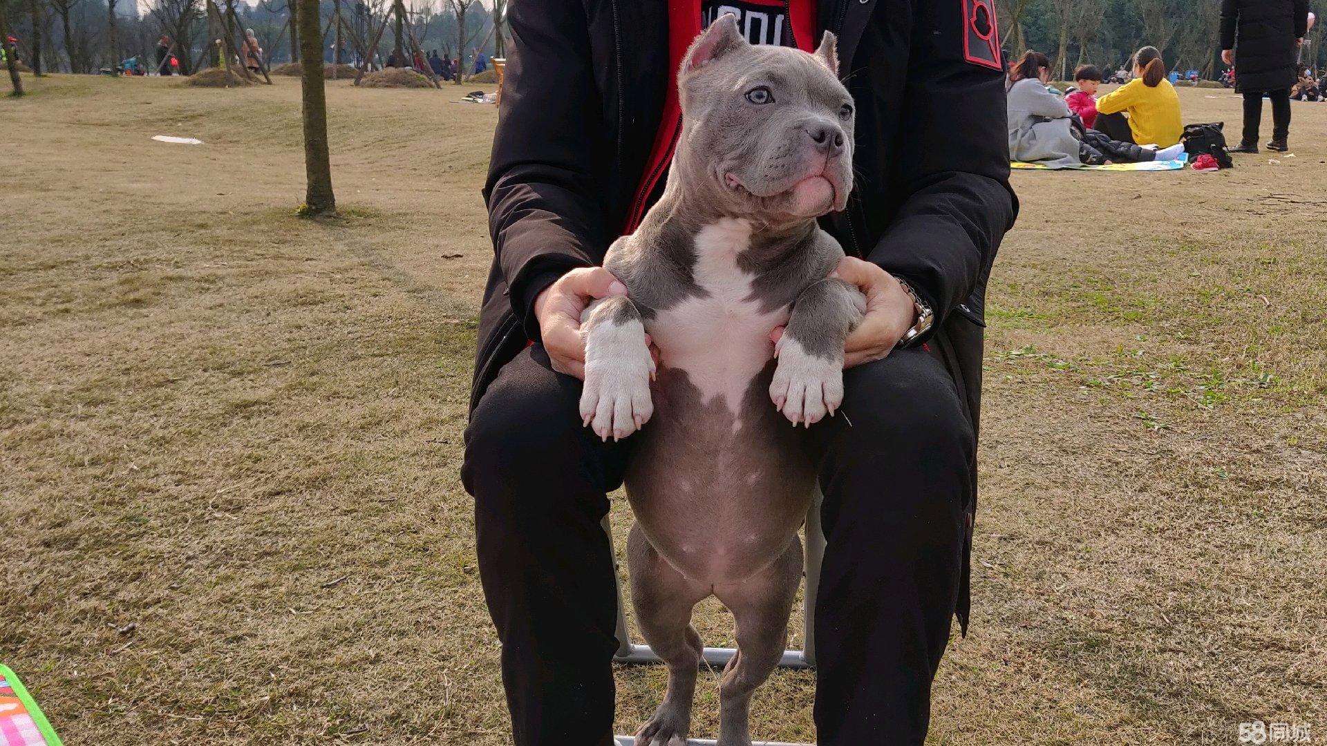 上狗区域禁养犬名单,哪些狗不在禁养犬名单