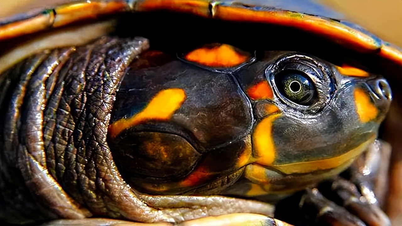 黄头侧颈龟饲养方法,黄头侧颈龟饲养方法文库