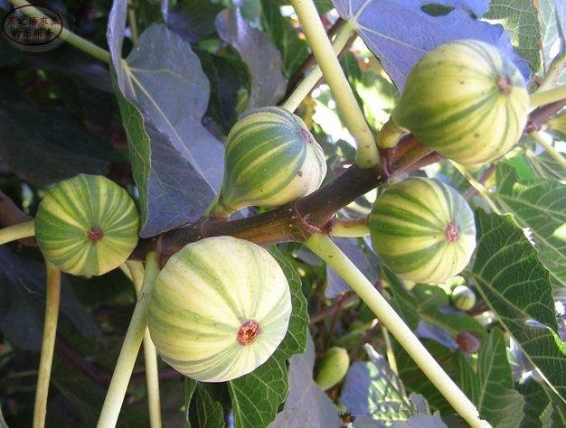 在家养无花果,无花果怎么养能长得快