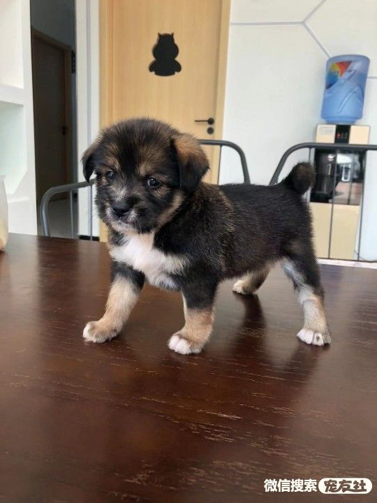 附近宠物店免费领养狗狗,附近宠物店领养狗狗同城