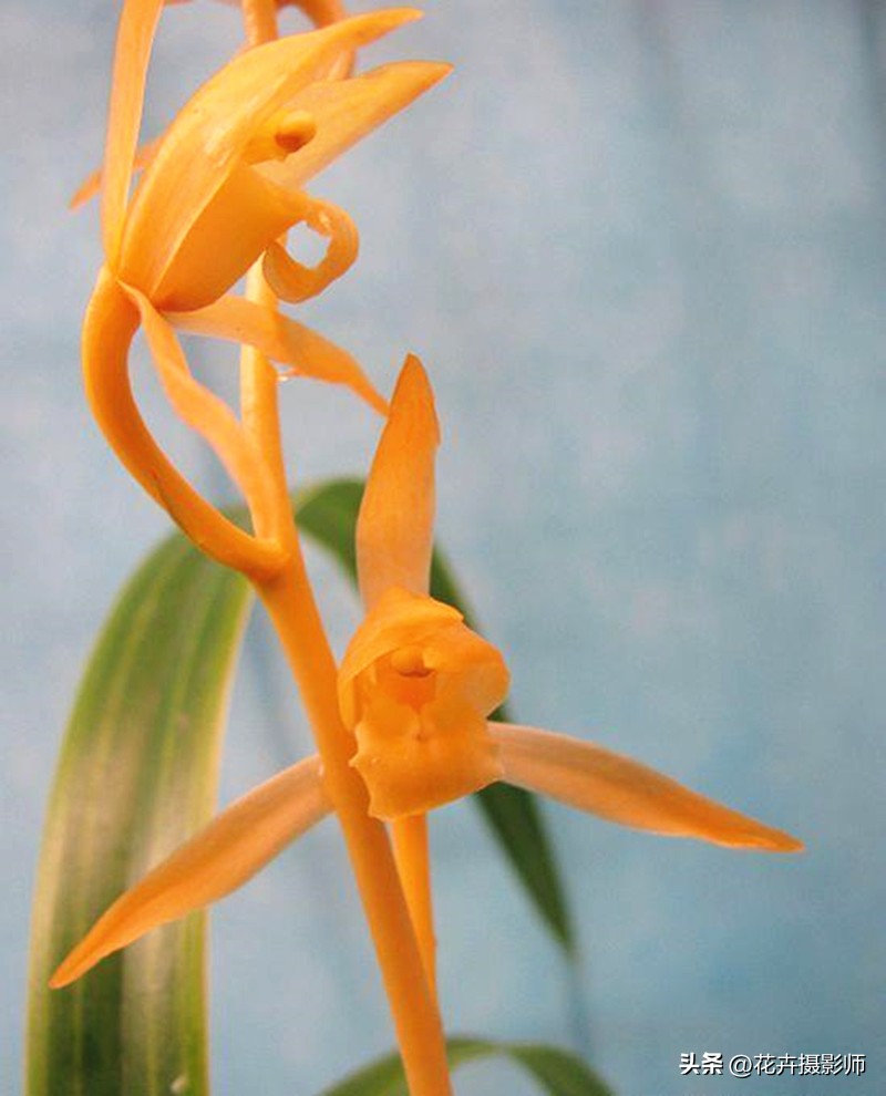 在云南发现一种高级兰花,最近云南发现的珍稀兰花什么样子