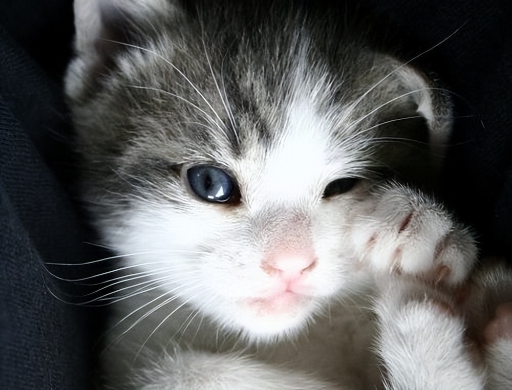 救治中毒猫咪,快速治疗猫咪便秘药