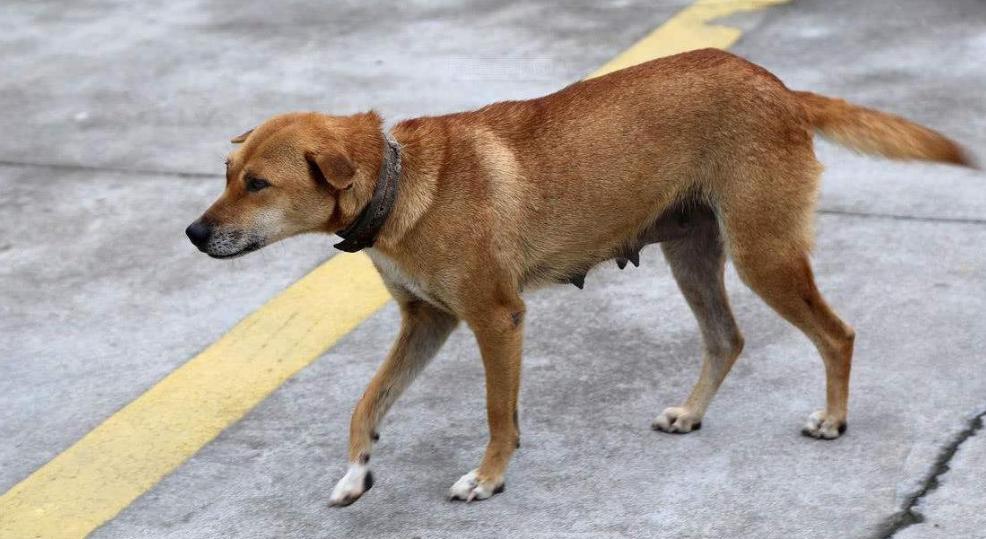 这六种狗旺财又旺家,这几种狗越养越值钱