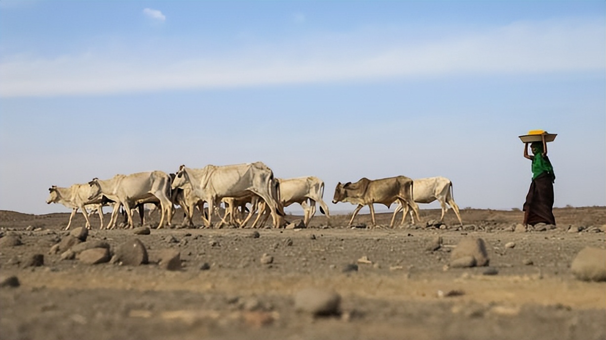 新一轮厄尔尼诺现象,厄尔尼诺最新现象