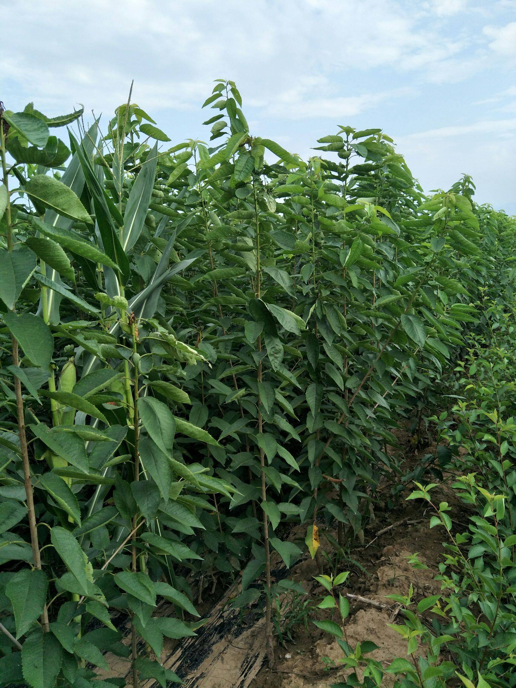 车厘子苗育苗基地,美早车厘子苗种植