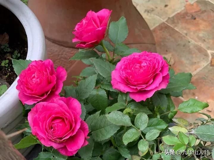 微型月季嫁接最佳品种,丰花微型月季品种有哪些