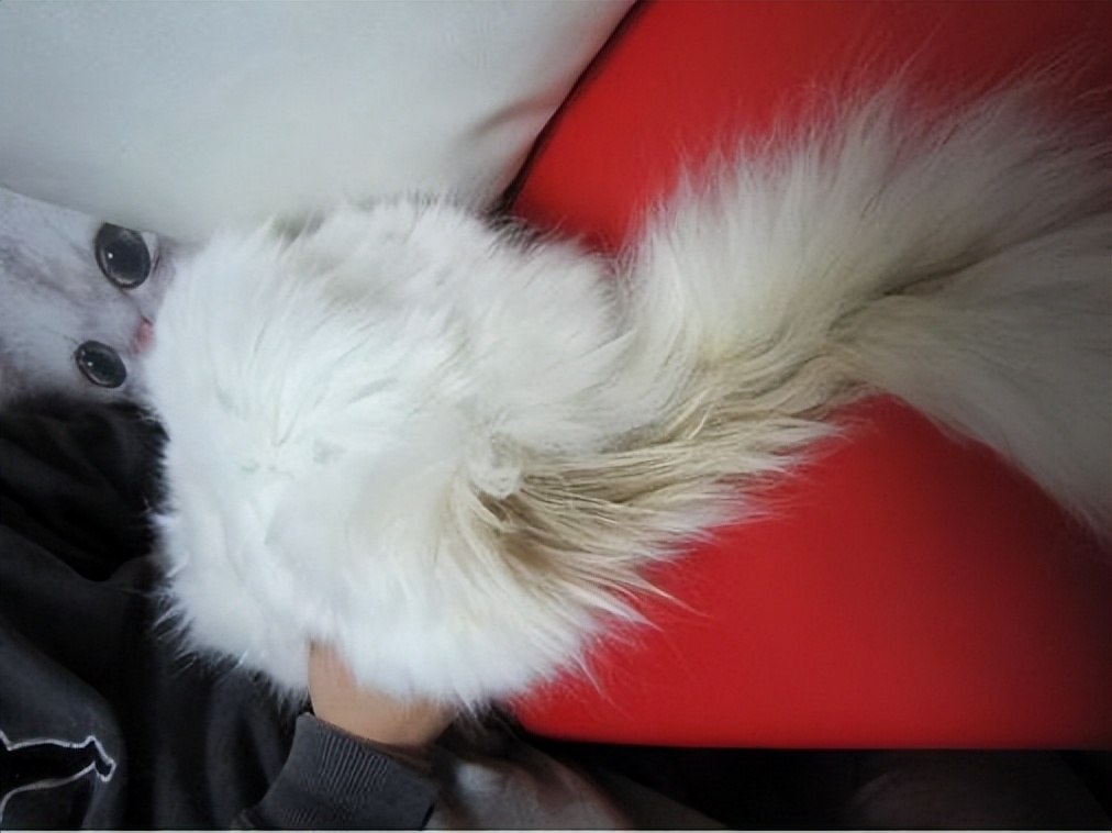 猫的尾巴,有一丢丢的“油腻”