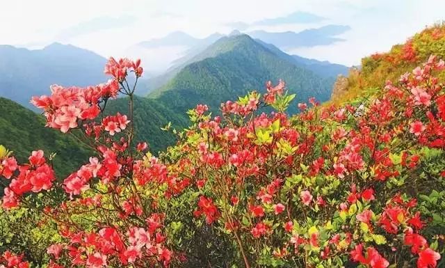 林中若有花，念的必是映山红