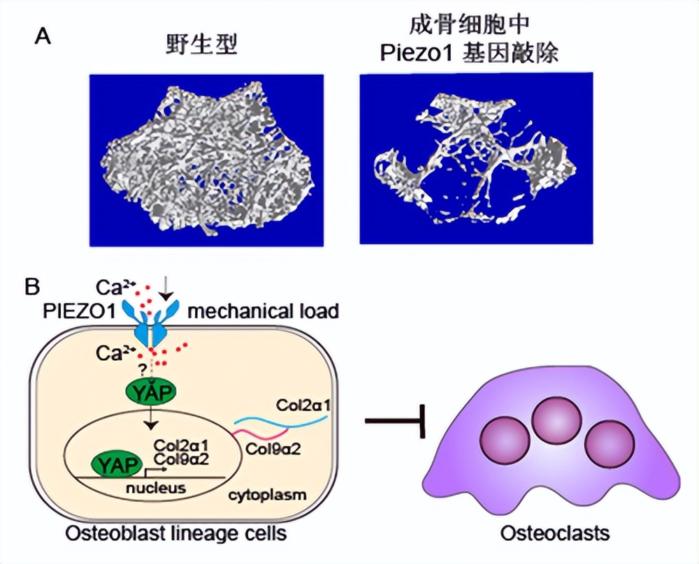 探讨胶原蛋白II在软骨中表达，对于去除节弦中异位变化