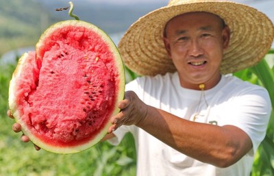 近期农村严查什么后果,最新农村严查消息