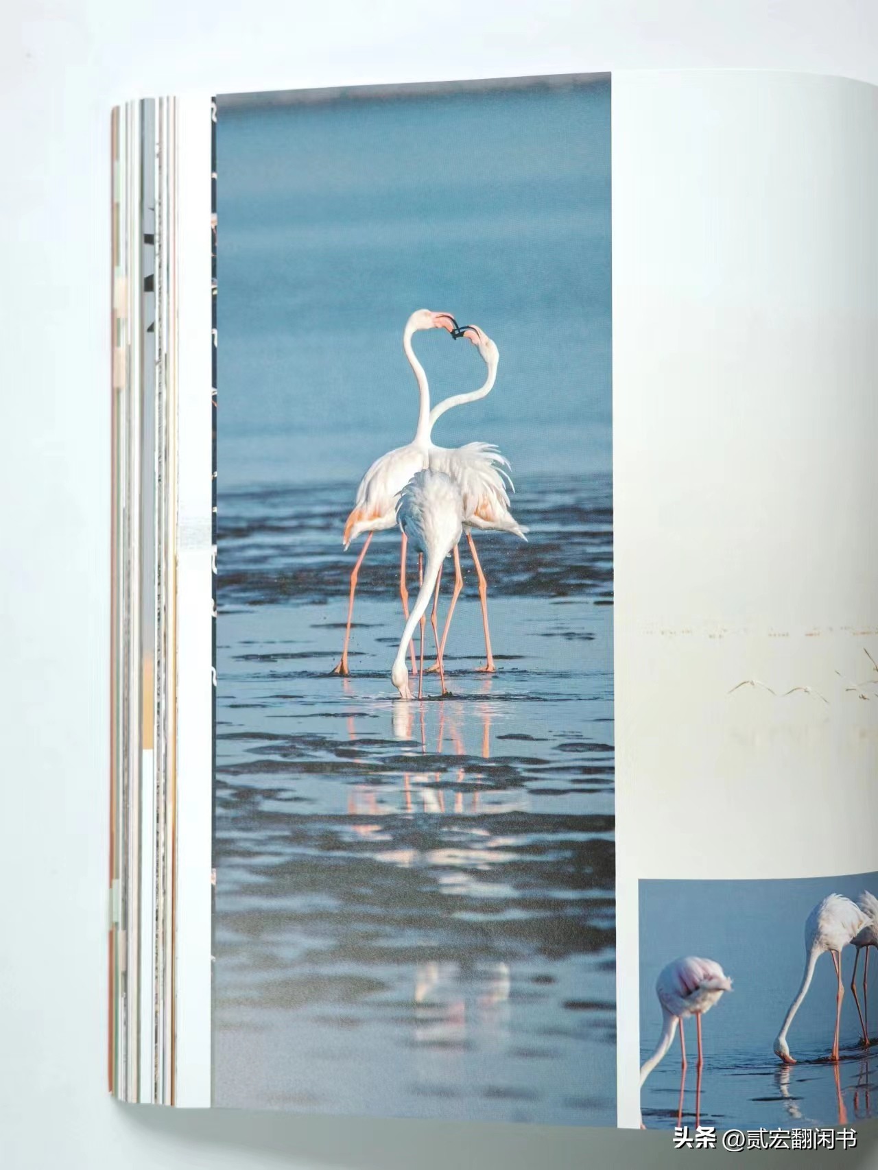 好想去非洲看动物大迁徙呀!先靠这书解馋吧