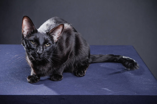 沙雕恐怖故事黑猫 (美国鬼故事黑猫)