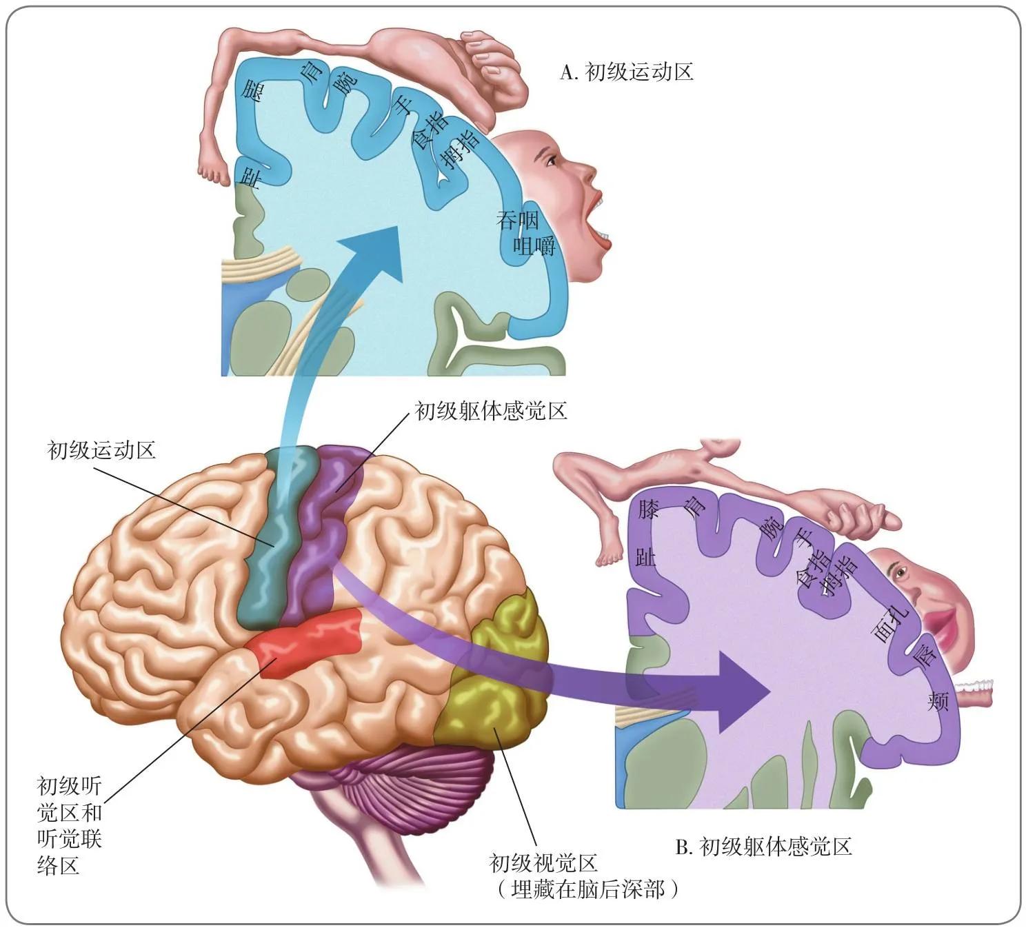 心理学脑的结构和功能,脑解剖结构图及功能