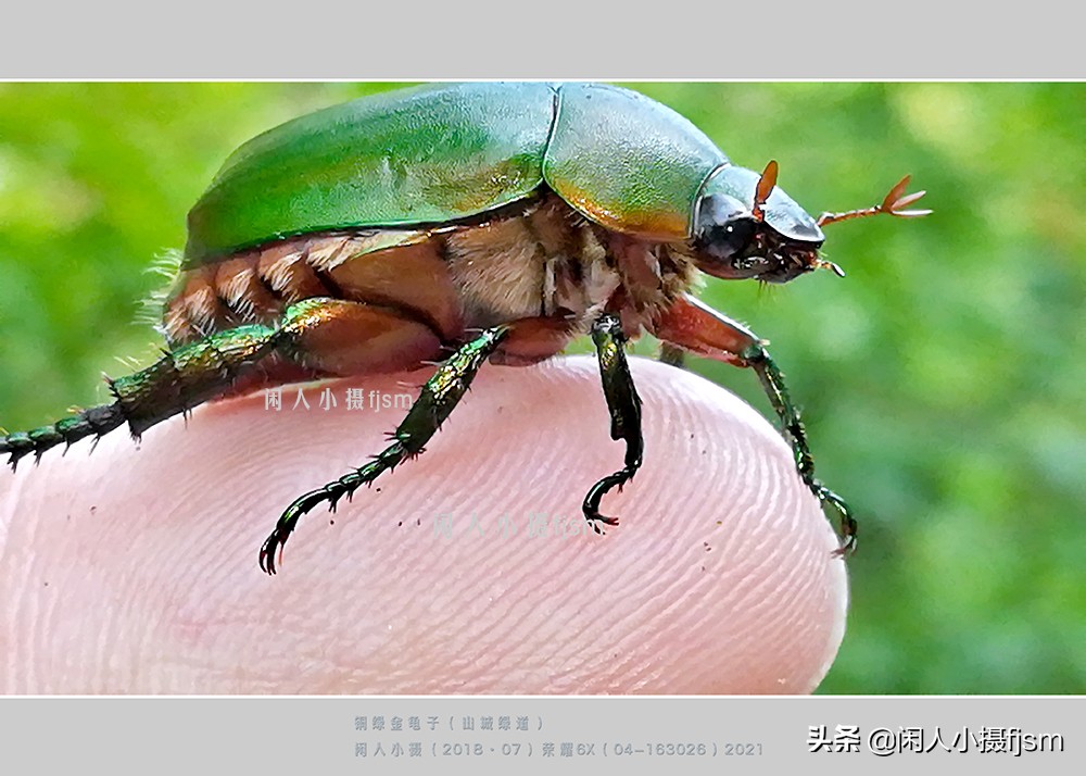 近距离拍摄昆虫小动物,常见昆虫微距摄影活动