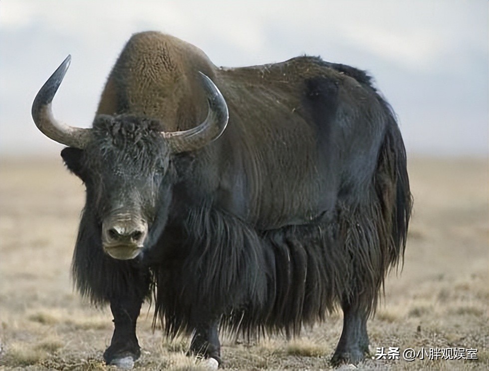 冬虫夏草做嫁妆,冬虫夏草当零食吃的