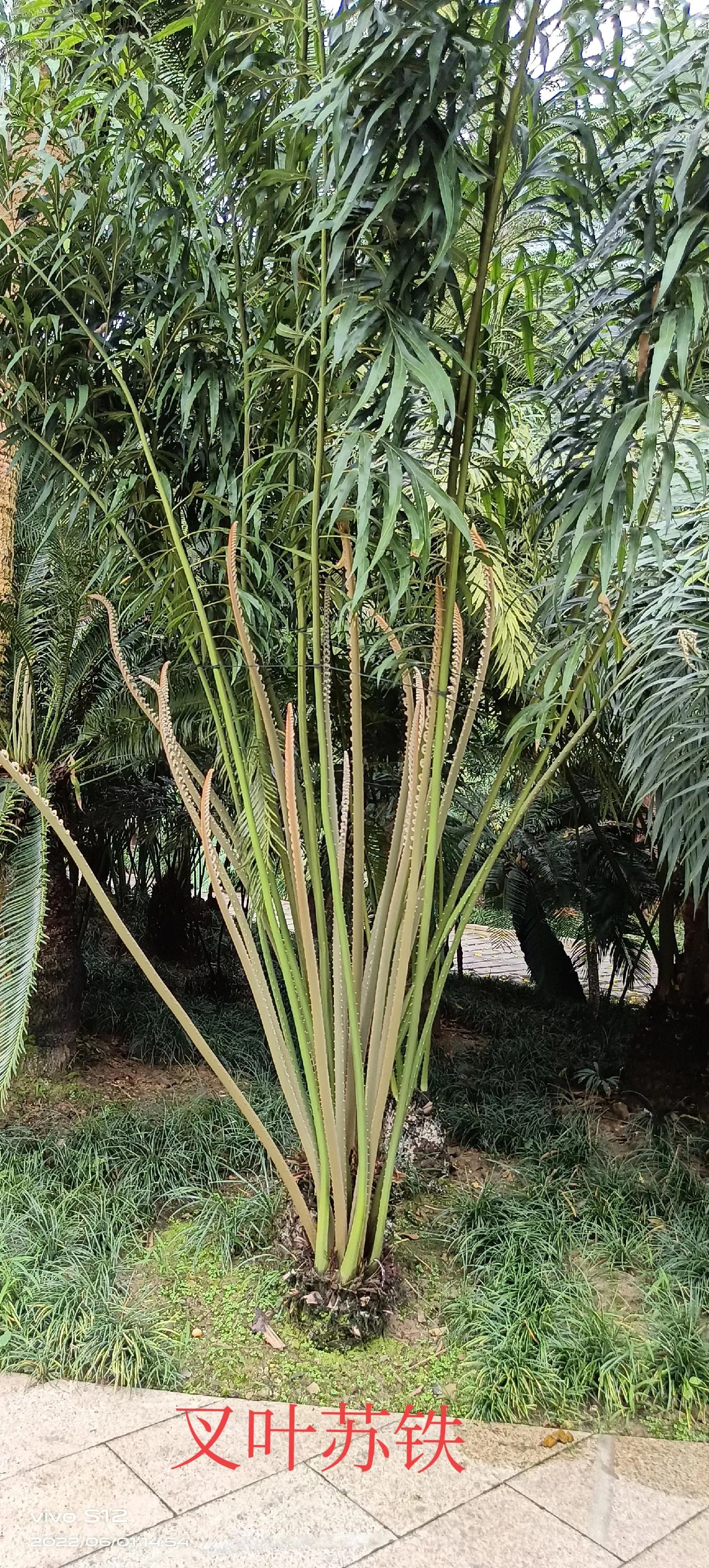 千年铁树开花完整版,千年铁树开花打一小说名