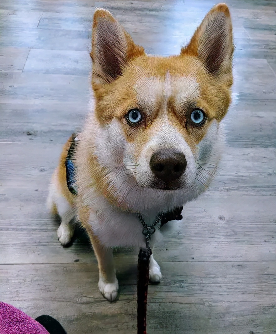 木头狗窝房子,狗窝木房子建造