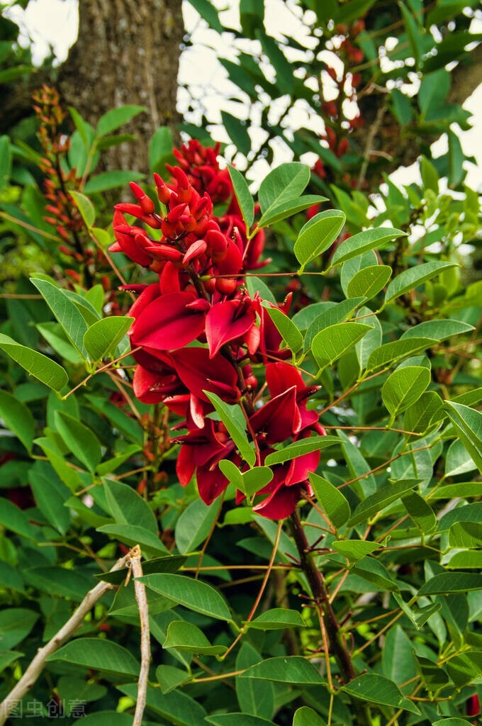 欣赏美丽的珊瑚,田里珊瑚树