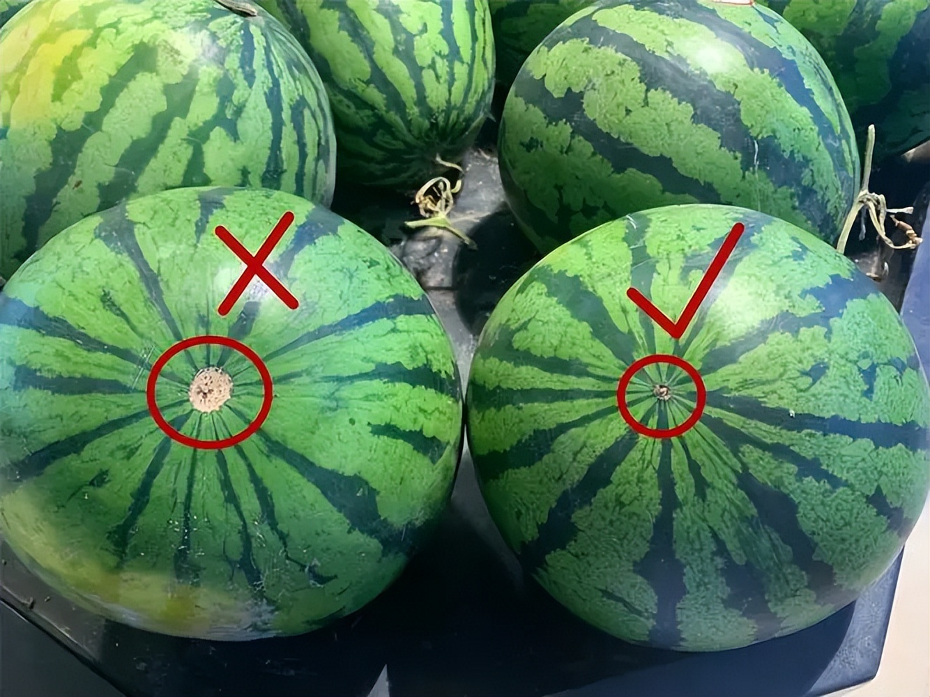 “公伏热死牛，母伏爬墙头”，2023年是公伏还是母伏？为啥爬墙头