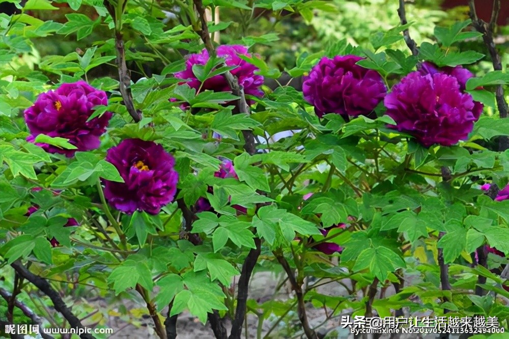 牡丹为什么被称为中国的国花,为什么牡丹能成为中国的国花