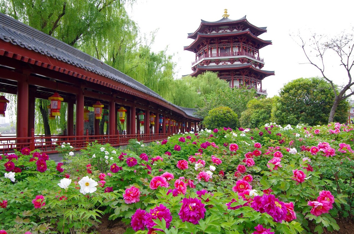 唯有牡丹真国色，花开时节动京城——牡丹，自是花中第一流