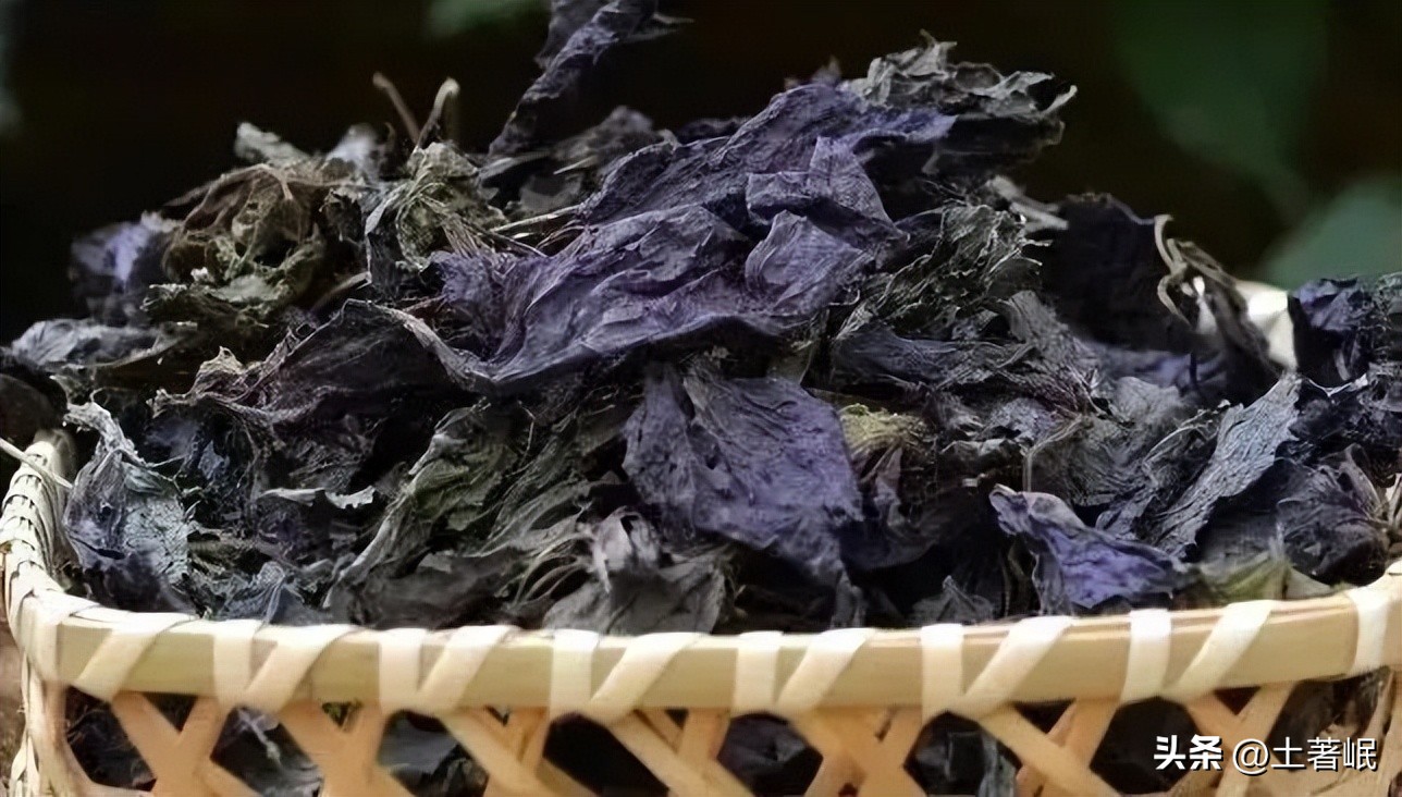 时光荏苒中的荏苒指的是哪种植物,时光荏苒中的荏苒在古代指什么