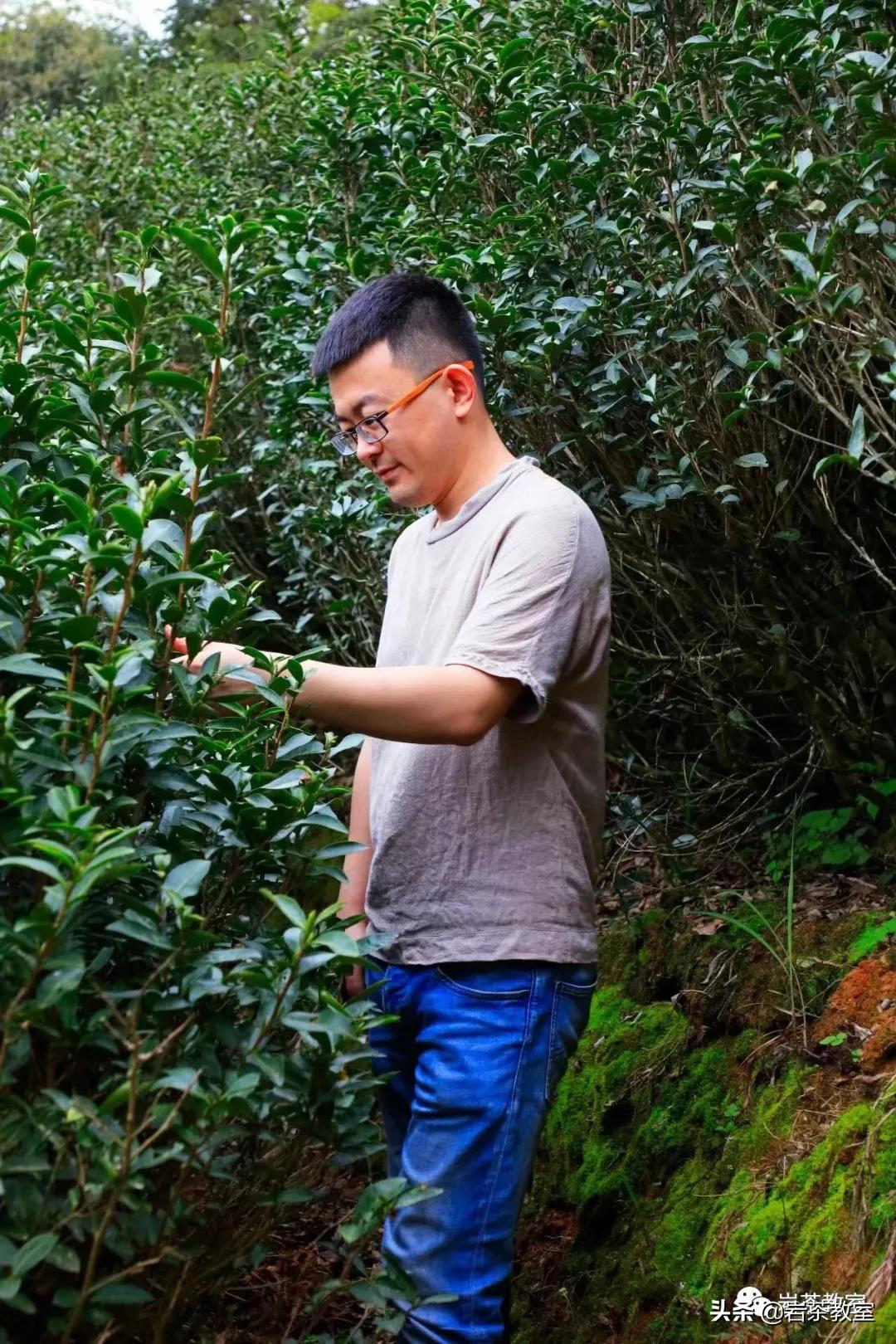 水金龟北斗武夷岩茶,水金龟武夷岩茶简介